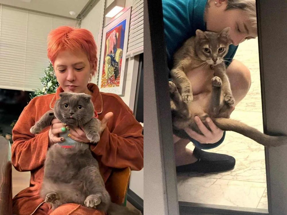 頂流韓星私下也是貓奴！SHINee泰民、Stray Kids Lee Know...，ZOA人氣不輸主人GD！-7