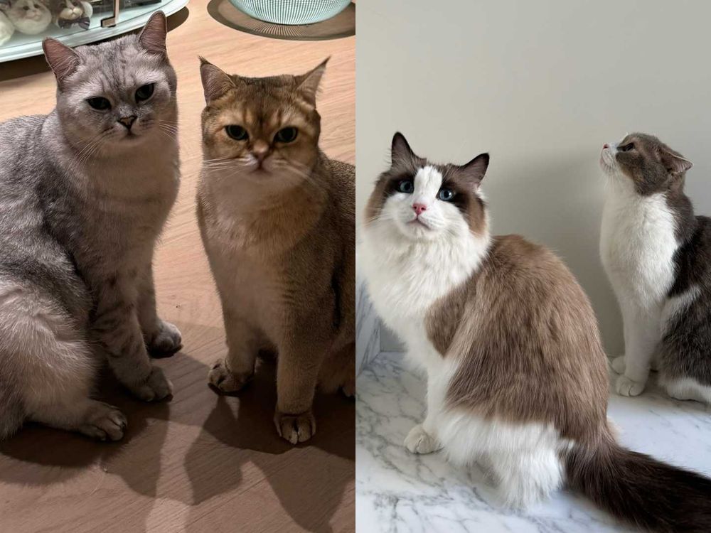 頂流韓星私下也是貓奴！SHINee泰民、Stray Kids Lee Know...，ZOA人氣不輸主人GD！-5