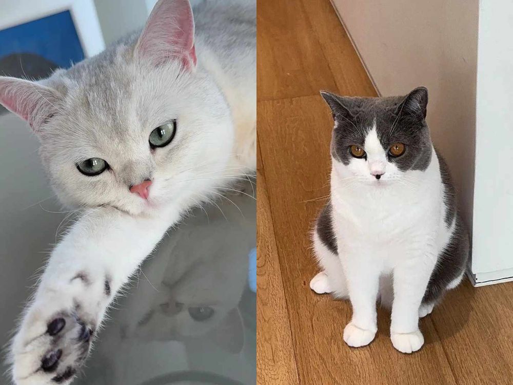 頂流韓星私下也是貓奴！SHINee泰民、Stray Kids Lee Know...，ZOA人氣不輸主人GD！-2