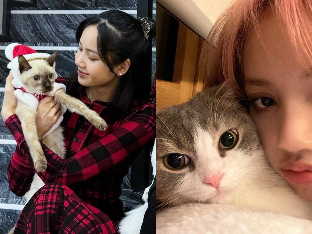 頂流韓星私下也是貓奴！SHINee泰民、Stray Kids Lee Know...，ZOA人氣不輸主人GD！-4