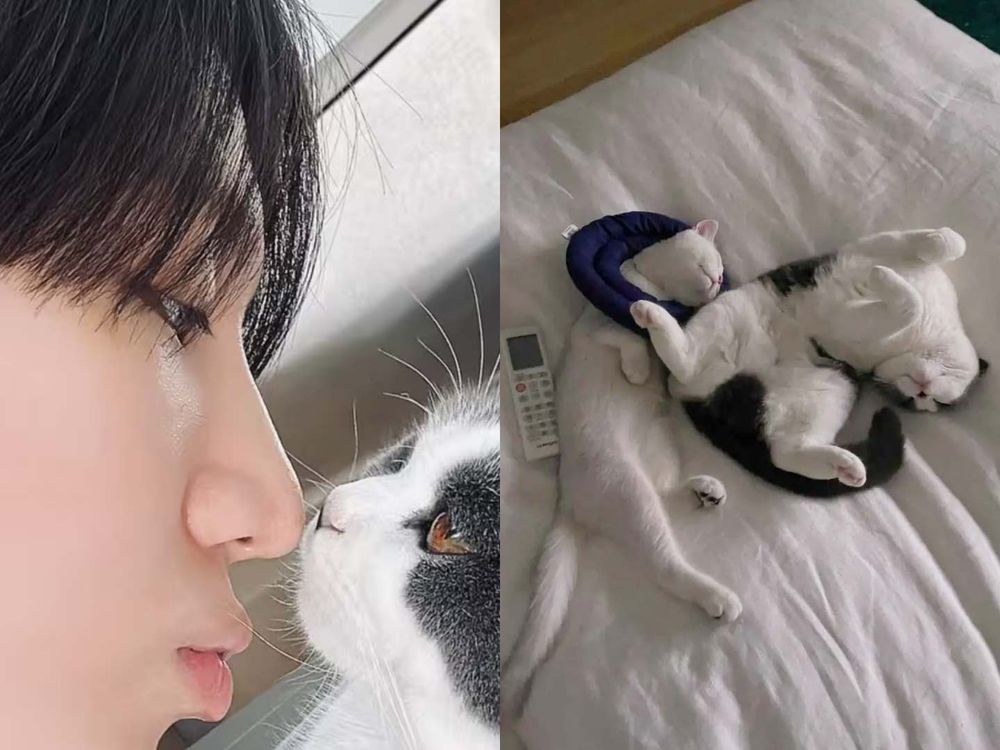 頂流韓星私下也是貓奴！SHINee泰民、Stray Kids Lee Know...，ZOA人氣不輸主人GD！-3
