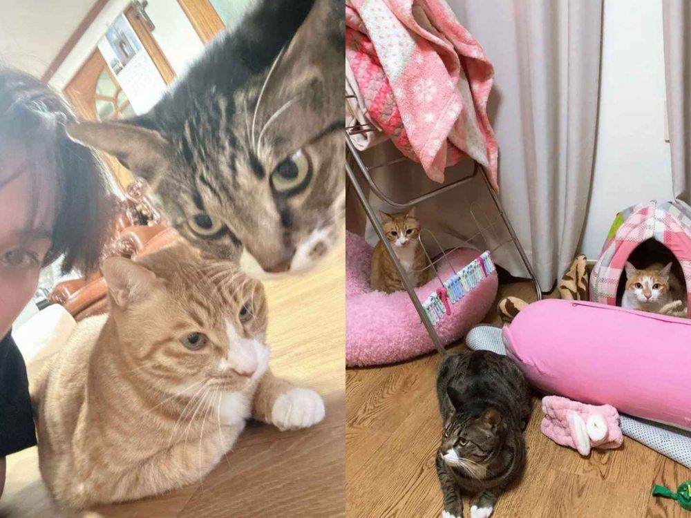 頂流韓星私下也是貓奴！SHINee泰民、Stray Kids Lee Know...，ZOA人氣不輸主人GD！-8