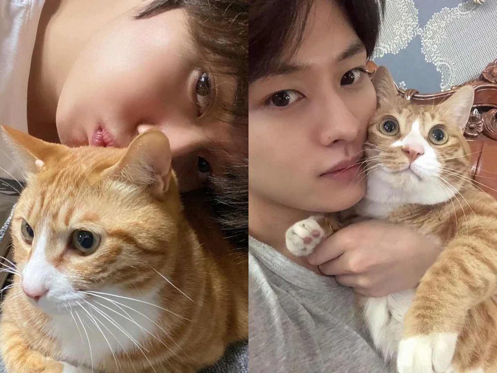 頂流韓星私下也是貓奴！SHINee泰民、Stray Kids Lee Know...，ZOA人氣不輸主人GD！-9