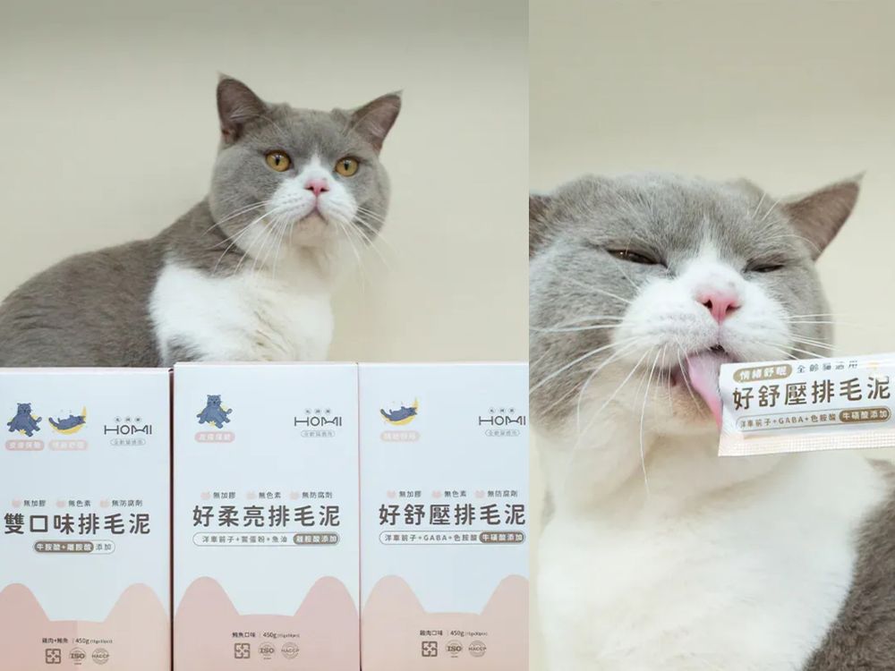 頂流韓星私下也是貓奴！SHINee泰民、Stray Kids Lee Know...，ZOA人氣不輸主人GD！-12