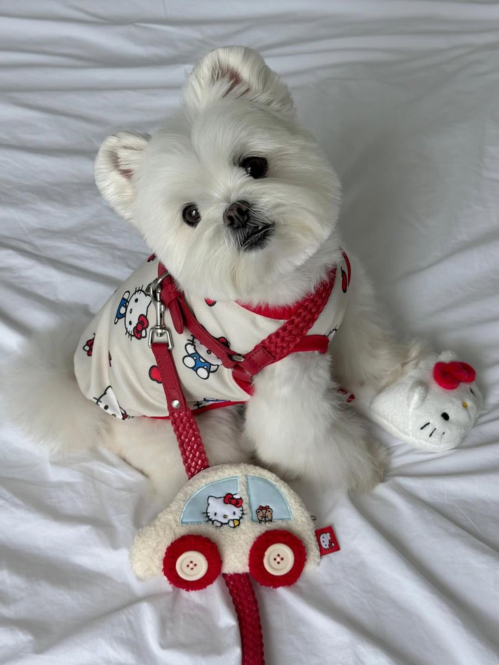 連韓牌都淪陷！三麗鷗聯名「寵物系列」可愛到失控！Kitty背心、帕洽狗車車小背包...還有冰枕收納包！-3