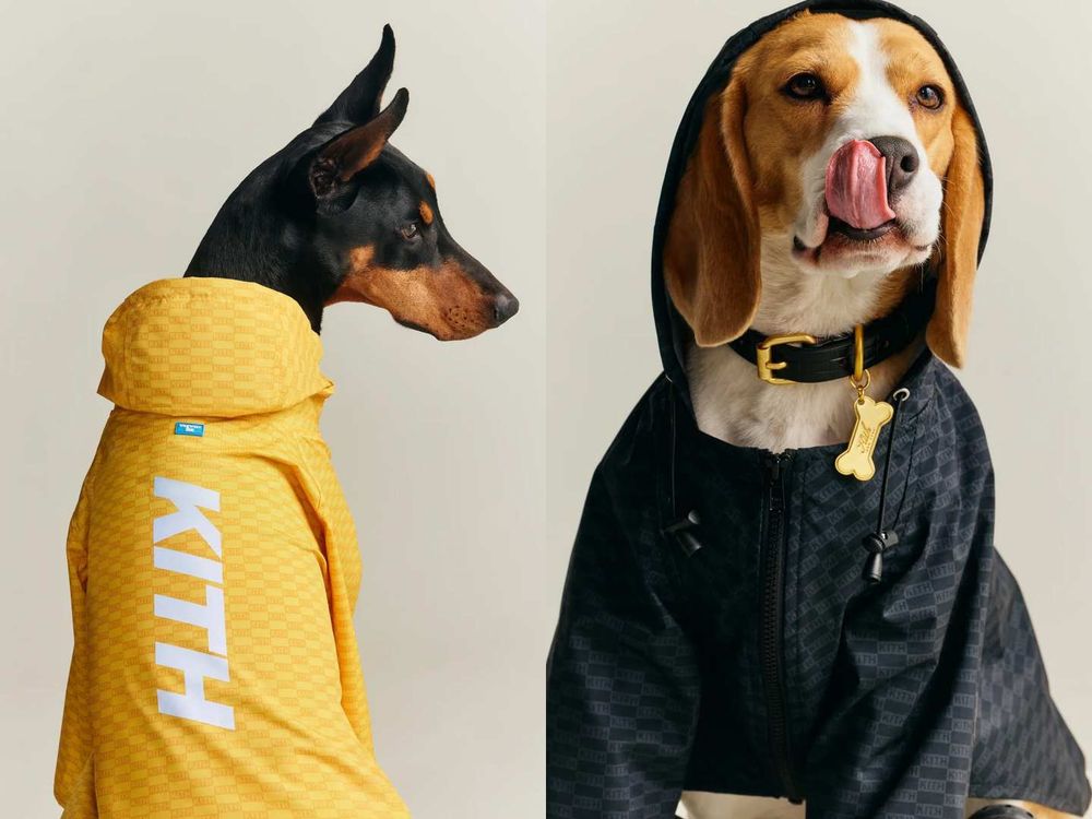 Lisa愛牌KITH也加入毛孩戰局！最新寵物系列「滿版風衣、胸背帶」被問爆！這波聯名直接刷新標準！-2