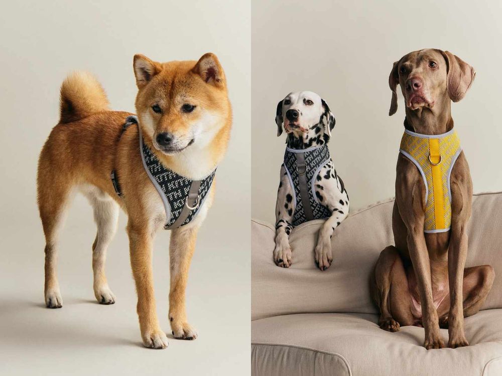 Lisa愛牌KITH也加入毛孩戰局！最新寵物系列「滿版風衣、胸背帶」被問爆！這波聯名直接刷新標準！-8