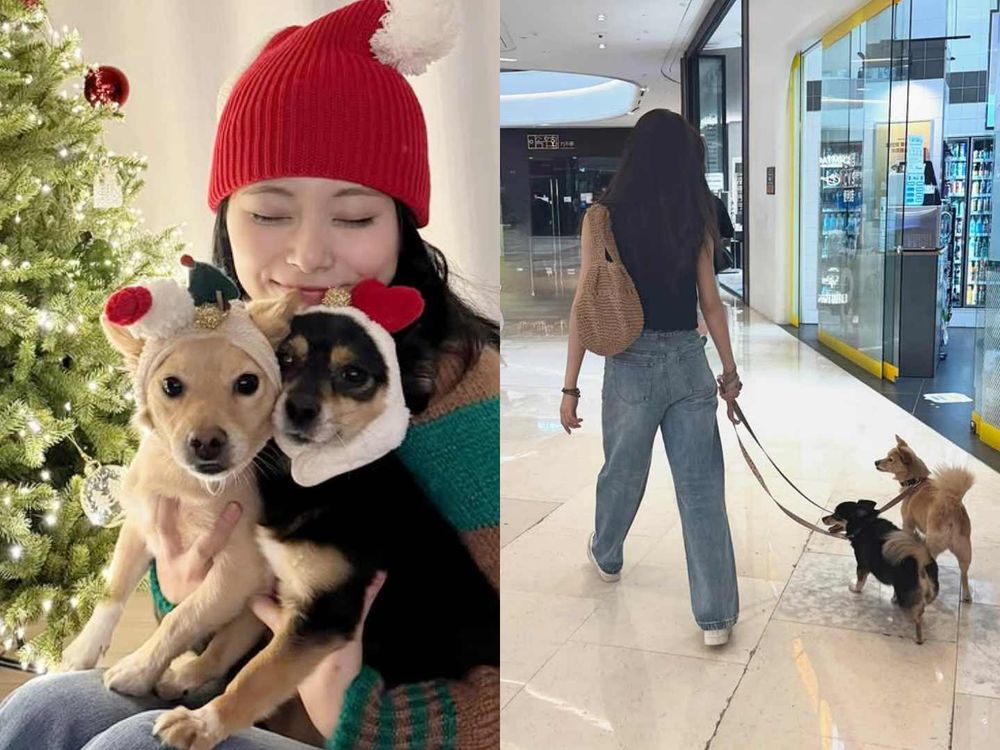 實踐「領養代替購買」韓星毛孩盤點！Rosé、子瑜、V領養浪浪故事逼哭全網，從被遺棄到變最幸福家人！-3