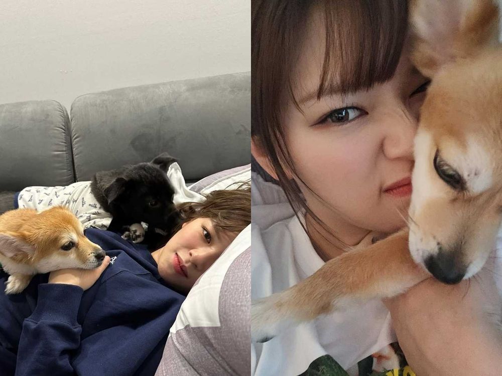實踐「領養代替購買」韓星毛孩盤點！Rosé、子瑜、V領養浪浪故事逼哭全網，從被遺棄到變最幸福家人！-17