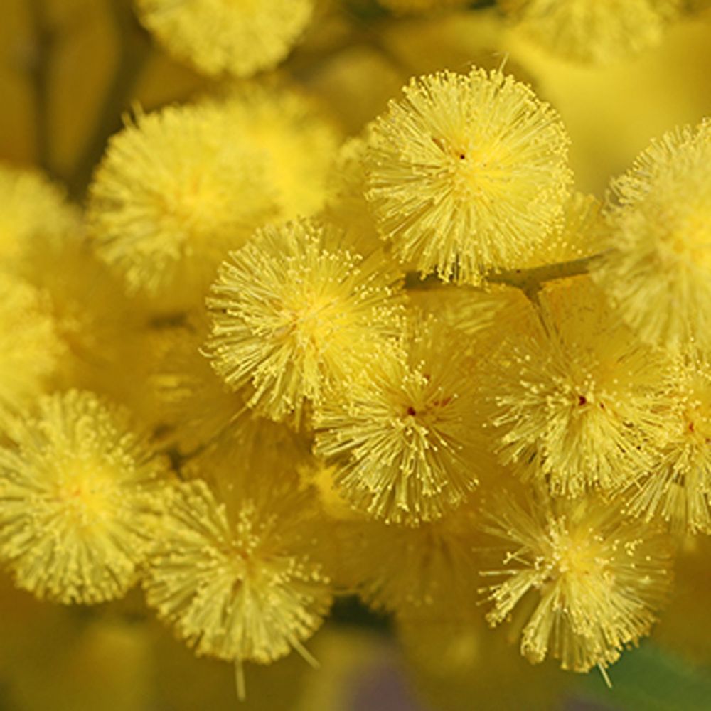 噴的不是香水是陽光！歐舒丹「金合歡馬鞭草」限量登場，清爽馬鞭草與優雅金合歡邂逅，重現南法假期時光！-2