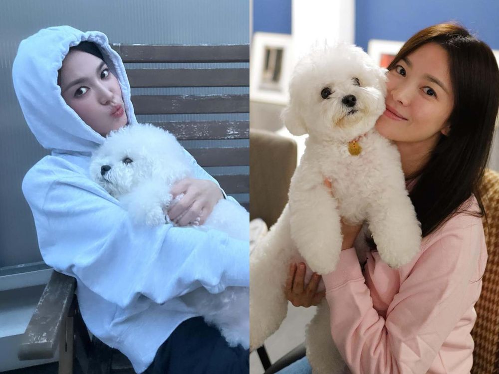 韓星都愛「棉花糖＆泰迪熊小狗」！朴敘俊、宋慧喬最愛比熊，太妍、舒華不敵貴賓魅力，捲毛犬必知照顧守則！-9