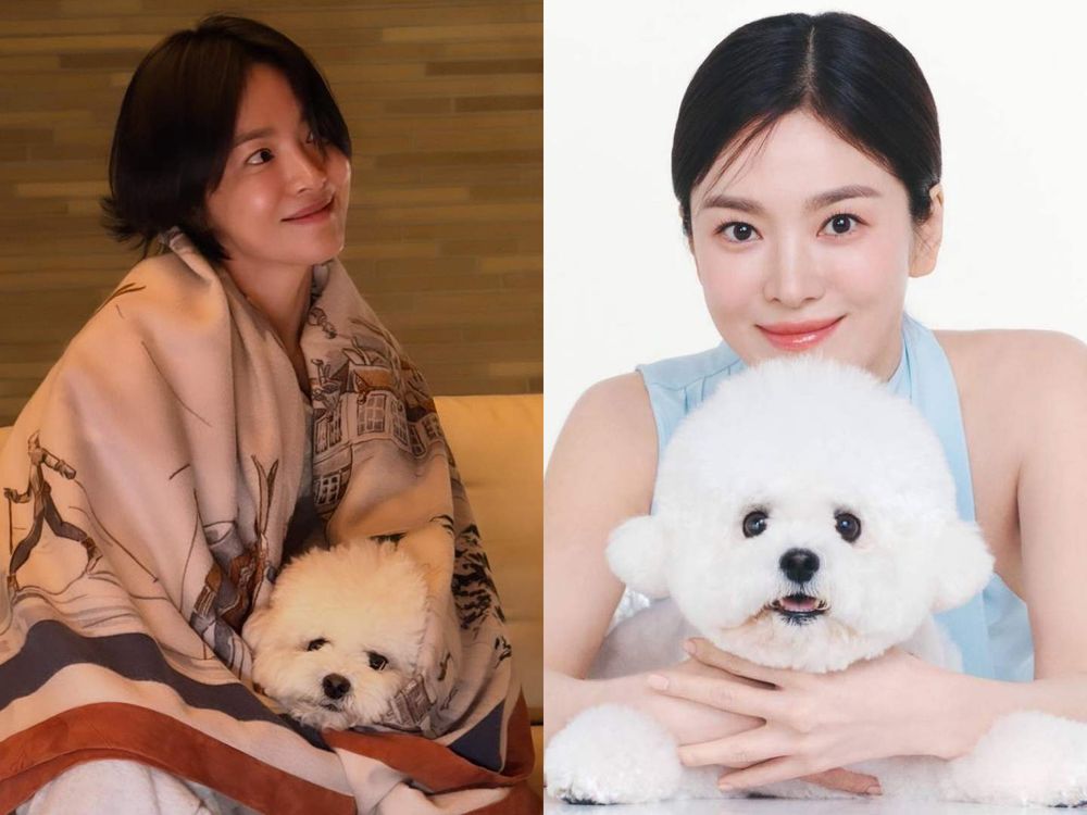 韓星都愛「棉花糖＆泰迪熊小狗」！朴敘俊、宋慧喬最愛比熊，太妍、舒華不敵貴賓魅力，捲毛犬必知照顧守則！-8