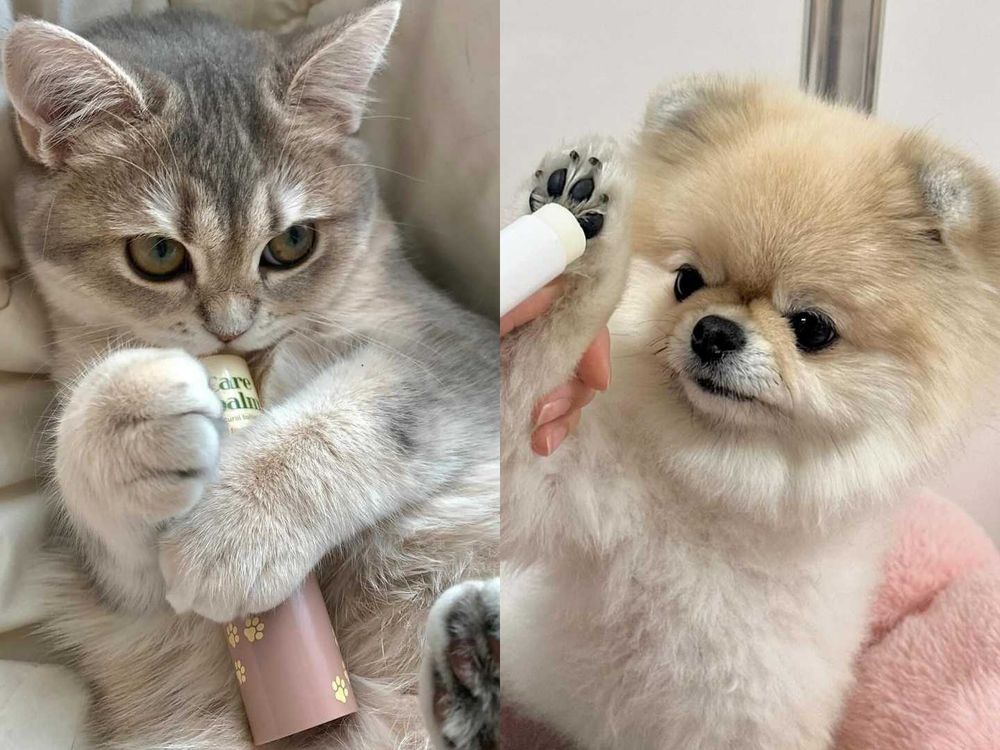 奢寵毛孩不將就！韓國必知小眾寵物護理推薦，三麗鷗聯名洗毛精、熱銷第一肉球保養膏、SPA護理霜，毛孩保養也能有儀式感！-4