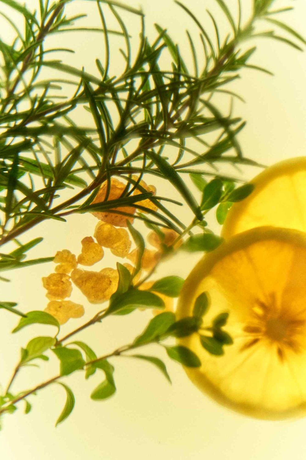 植萃香氣喚醒肌膚！THREE全新「平衡淨化系列」獨創精油科學溫柔潔顏，潔膚油、洗顏皂霜...用過就回不去！-8