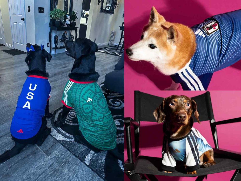 毛孩一起瘋世足！adidas世界盃「寵物球衣」爆可愛！變身超萌四腳啦啦隊、台灣官網有賣「這兩隊」！-4