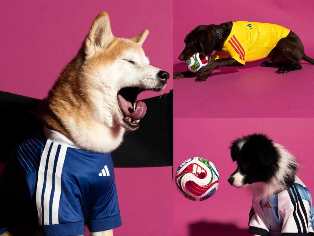 毛孩一起瘋世足！adidas世界盃「寵物球衣」爆可愛！變身超萌四腳啦啦隊、台灣官網有賣「這兩隊」！-8