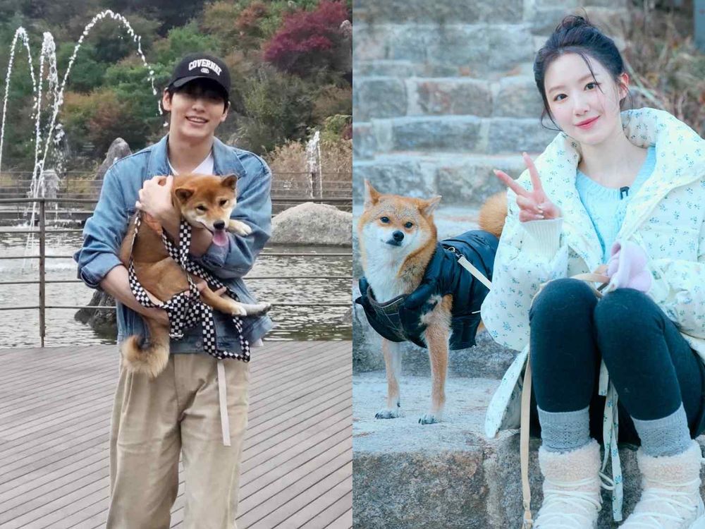 秀彬、舒華都是柴犬奴！超萌柴柴日常公開，颱風天陪散步是基本，養阿柴前必知5大照顧重點！-6