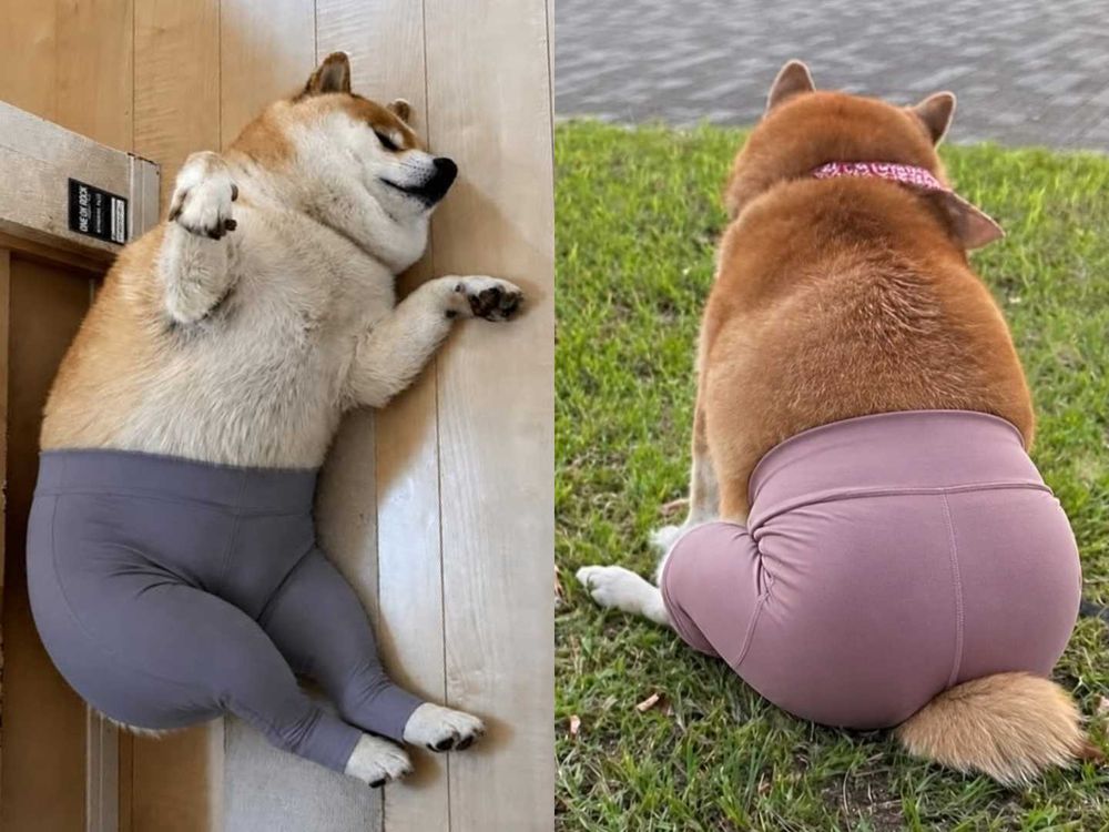 秀彬、舒華都是柴犬奴！超萌柴柴日常公開，颱風天陪散步是基本，養阿柴前必知5大照顧重點！-7