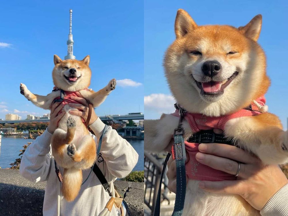 秀彬、舒華都是柴犬奴！超萌柴柴日常公開，颱風天陪散步是基本，養阿柴前必知5大照顧重點！-8