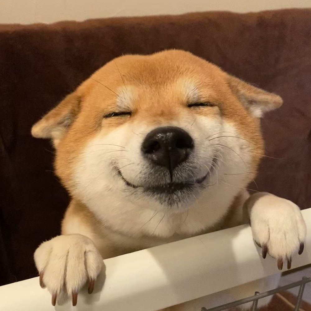 秀彬、舒華都是柴犬奴！超萌柴柴日常公開，颱風天陪散步是基本，養阿柴前必知5大照顧重點！-9