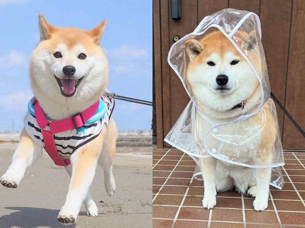 秀彬、舒華都是柴犬奴！超萌柴柴日常公開，颱風天陪散步是基本，養阿柴前必知5大照顧重點！-10