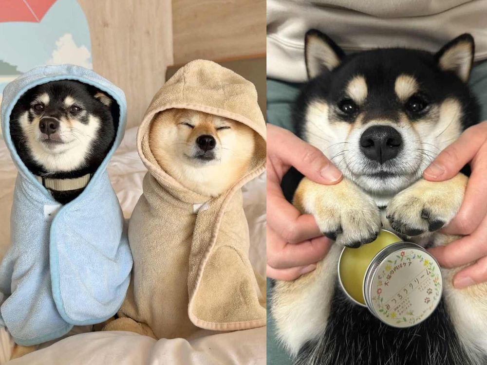 秀彬、舒華都是柴犬奴！超萌柴柴日常公開，颱風天陪散步是基本，養阿柴前必知5大照顧重點！-11