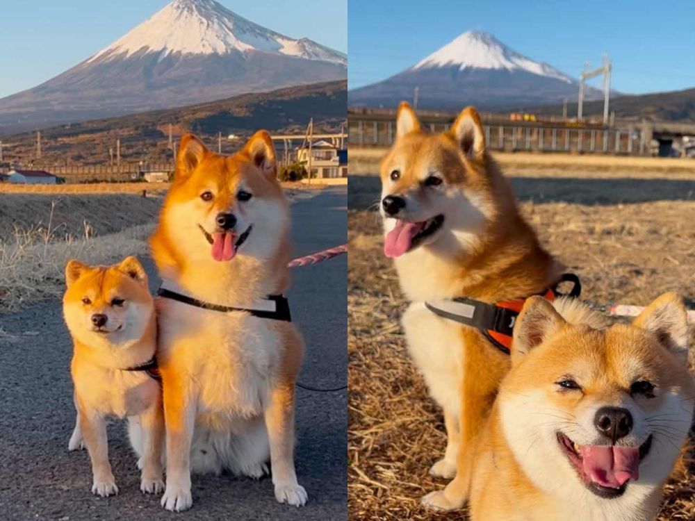 秀彬、舒華都是柴犬奴！超萌柴柴日常公開，颱風天陪散步是基本，養阿柴前必知5大照顧重點！-13