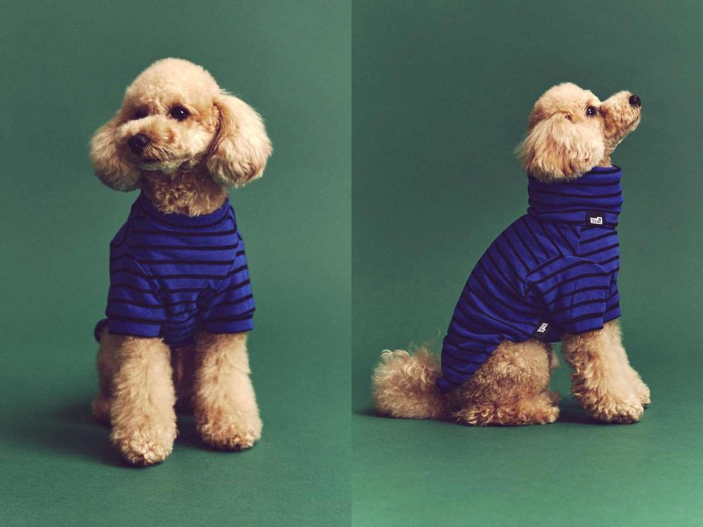 LOWRYS FARM加入寵物戰場！新聯名推9款萌犬服飾！「熊耳背心、小花上衣」可愛到大家狂問！-3