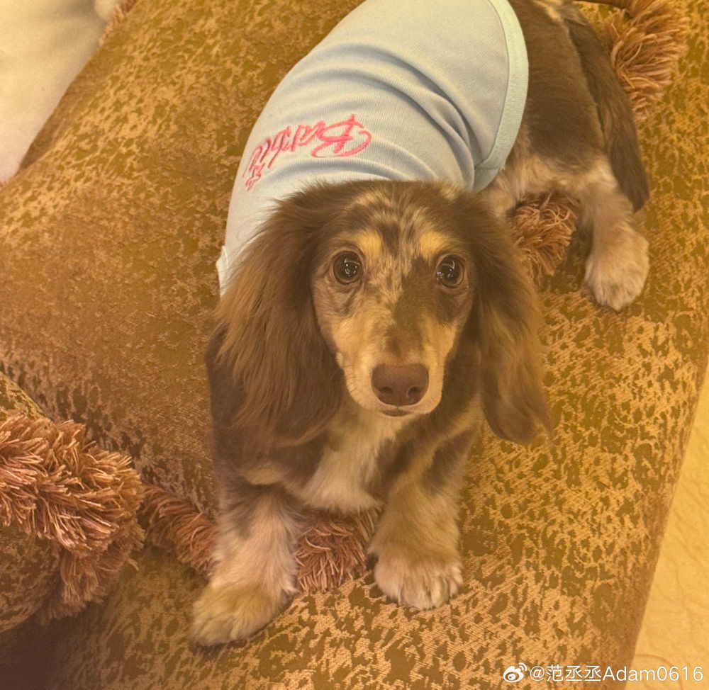 孫千撞臉愛犬、趙露思把毛孩變品牌主角！aespa寧寧也被小短腿收服，臘腸狗照顧6個重點一次看！-14