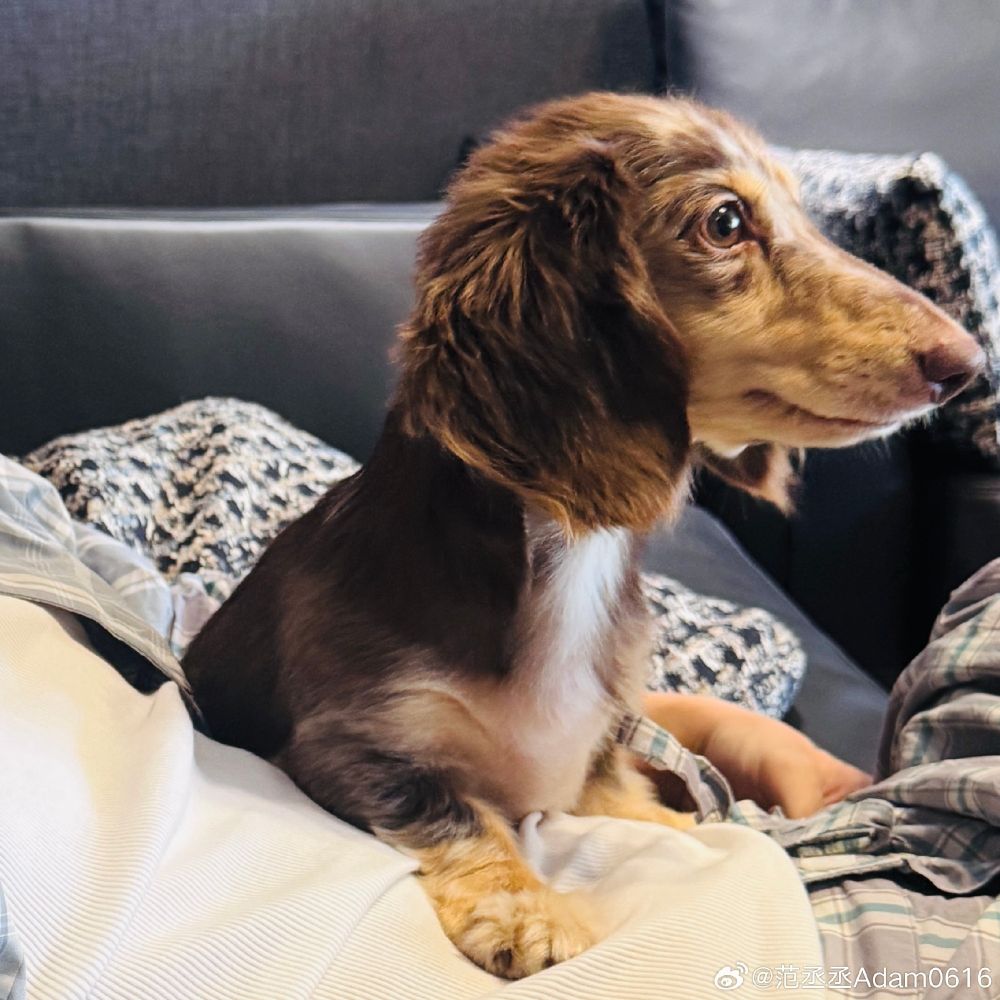 孫千撞臉愛犬、趙露思把毛孩變品牌主角！aespa寧寧也被小短腿收服，臘腸狗照顧6個重點一次看！-17