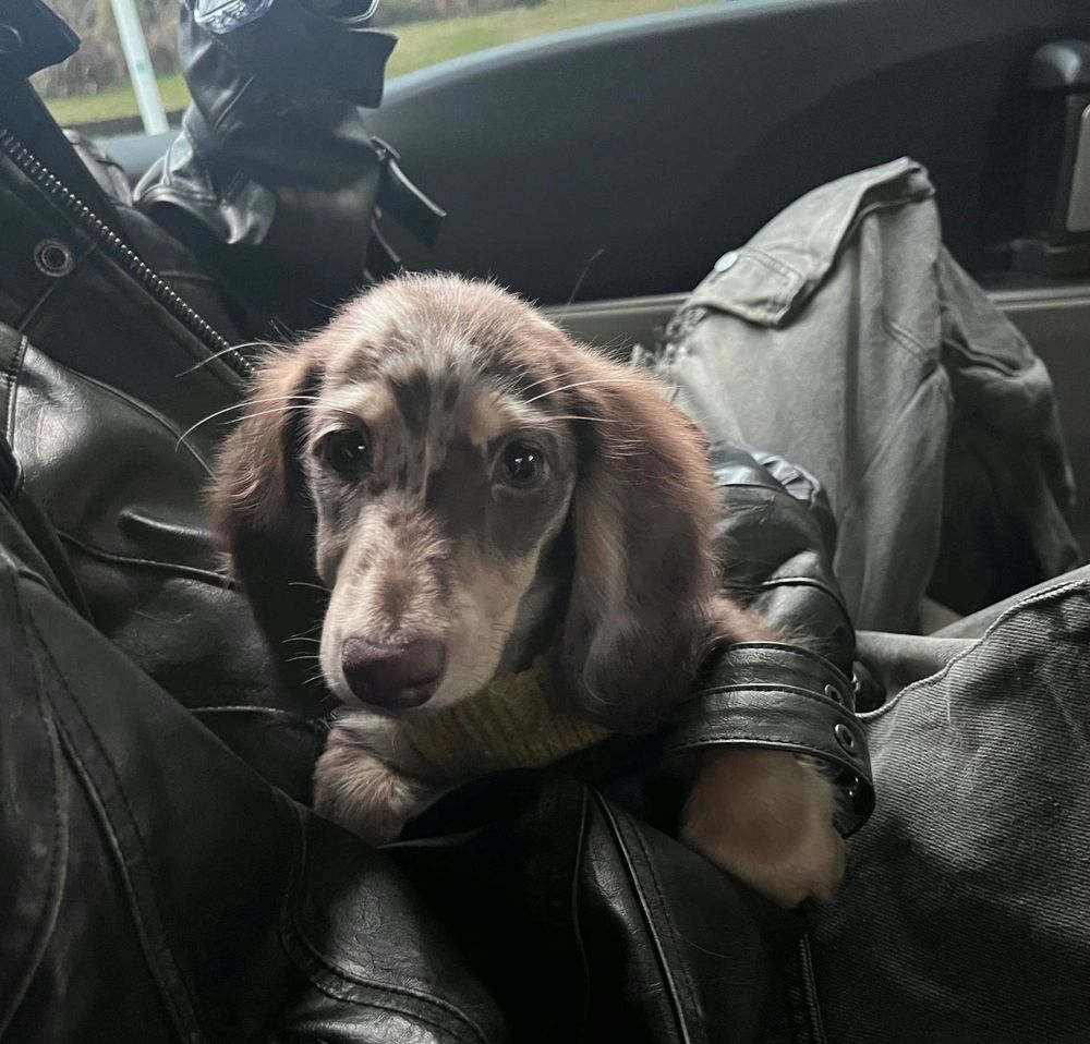 孫千撞臉愛犬、趙露思把毛孩變品牌主角！aespa寧寧也被小短腿收服，臘腸狗照顧6個重點一次看！-21