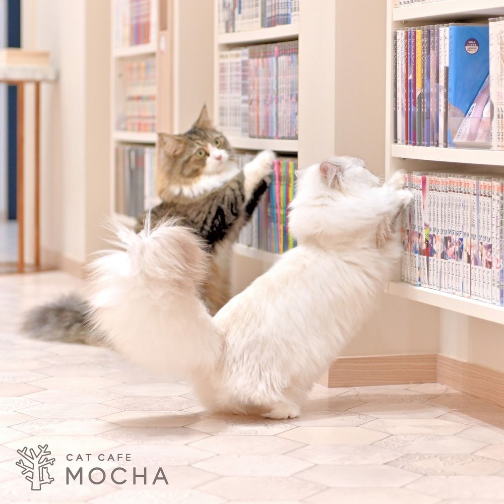 LISA也來這裡吸貓！東京貓咖初體驗MOCHA秋葉原店，超夢幻森林系貓樹、貓咪排排吃飯太療癒，日本行程快加這一站！-10