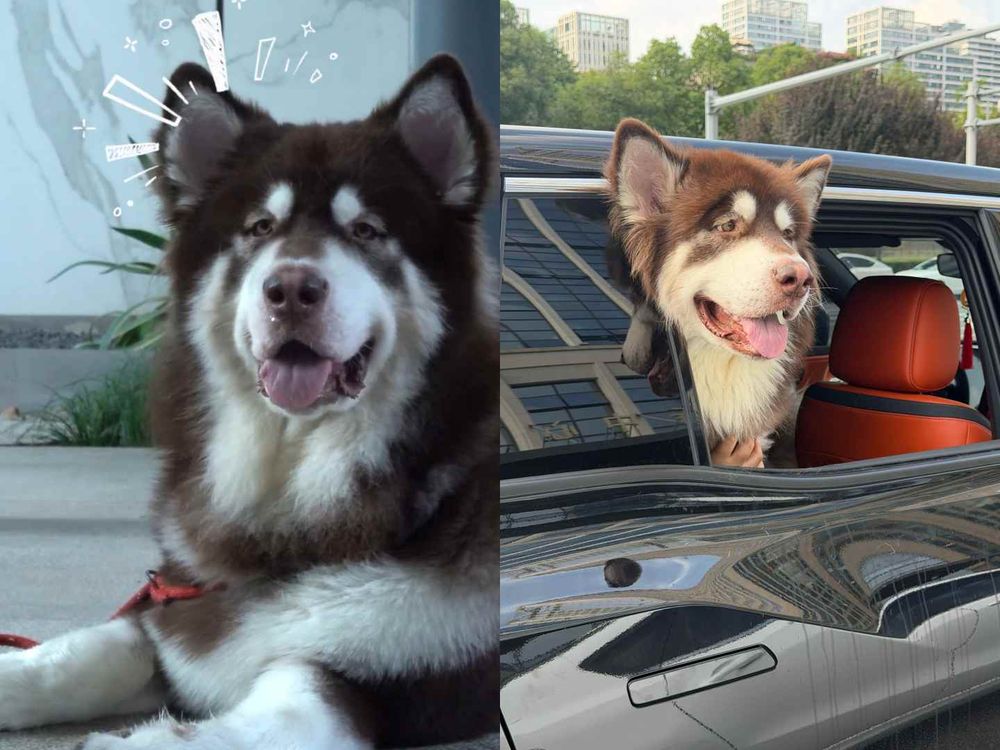 《嫁金釵》最狠反派「代高政」私下竟是狗奴！愛犬二寶爆炸可愛、人氣快超越爸爸！就連田曦薇都淪陷！-6