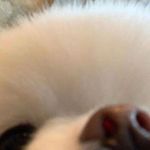 POPO