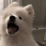 POPO