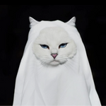 POPO