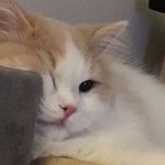 POPO