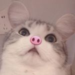 POPO