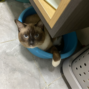 POPO-Avatar