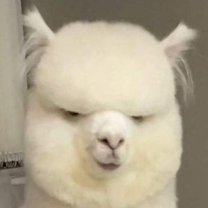 POPO-Avatar