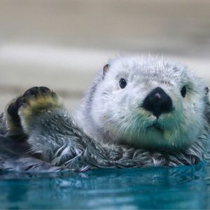 POPO-Avatar