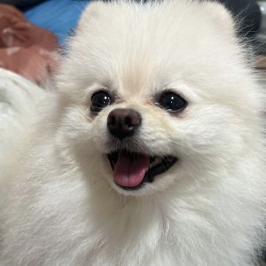 POPO-Avatar