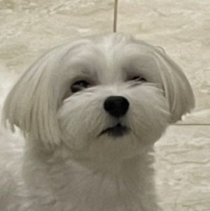 POPO-Avatar