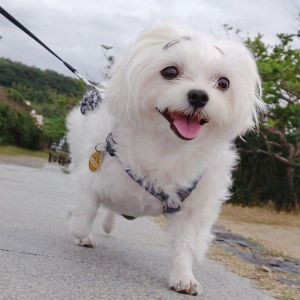 POPO-Avatar