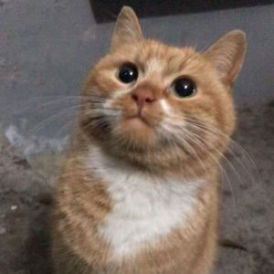POPO-Avatar