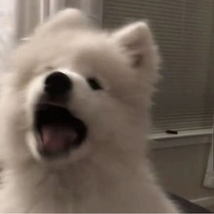 POPO-Avatar