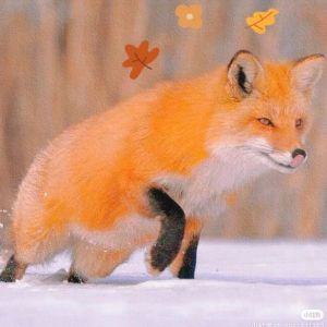 POPO-Avatar