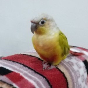 POPO-Avatar