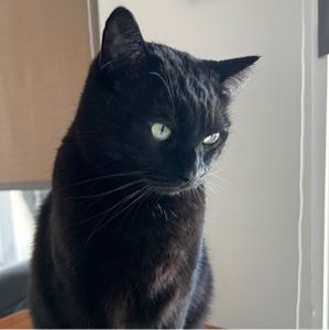 POPO-Avatar