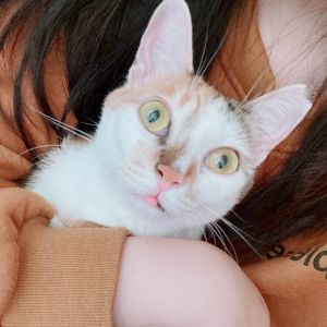 POPO-Avatar